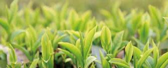 廣西西林京桂古道茶業(yè)公司怎么樣？是國企嗎？和廣西農(nóng)墾集團(tuán)啥關(guān)系？